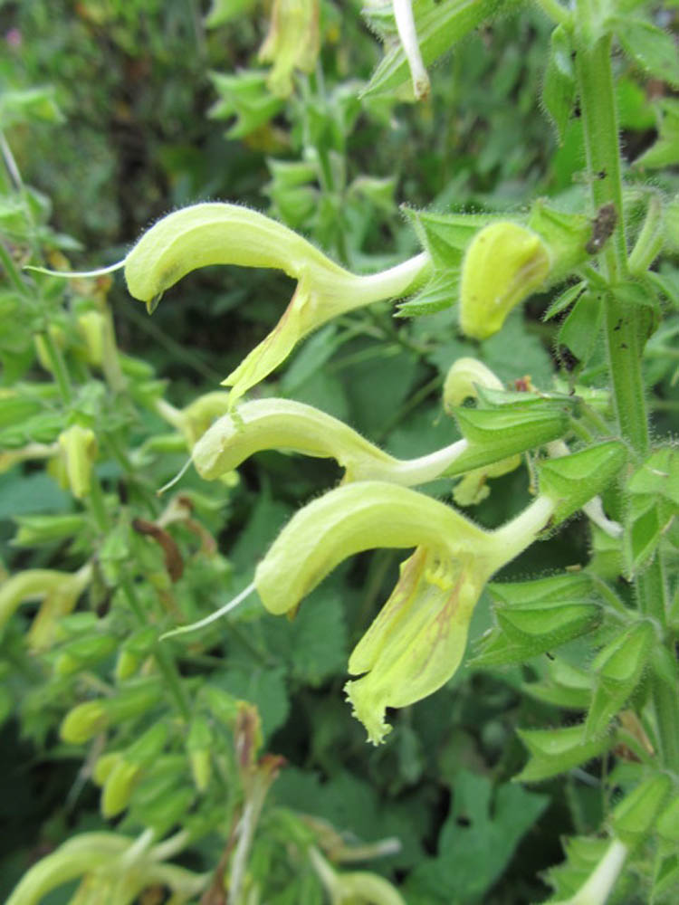 Изображение особи Salvia glutinosa.