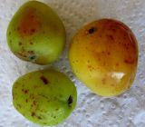 Sorbus domestica