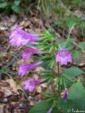 Drymosiphon grandiflorus. Верхушка побега с соцветяими. Крымский природный заповедник, Бабуган-Яйла. 18.07.2009.