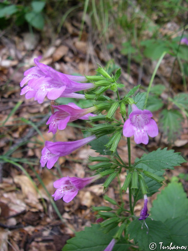 Image of Drymosiphon grandiflorus specimen.