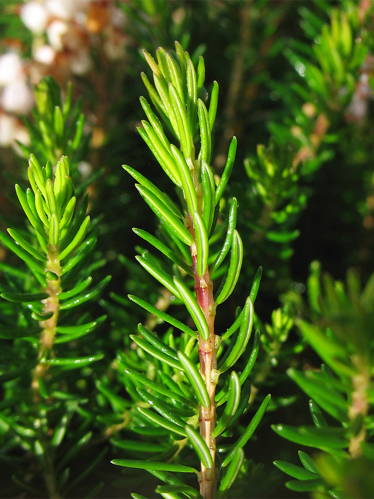Image of Erica vagans specimen.