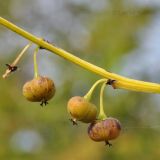 Flueggea suffruticosa. Часть побега с плодами. Приморский край, Уссурийский гор. округ, окр. с. Монакино, луг на небольшой сопке. 23.09.2014.