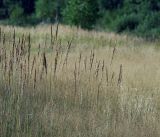 Calamagrostis epigeios. Плодоносящие растения. Московская обл., Раменский р-н, окр. ж.-д. платформы Хрипань, залежь. 12.08.2014.