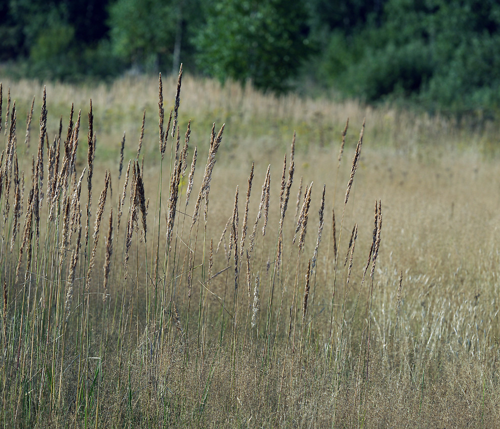 Изображение особи Calamagrostis epigeios.