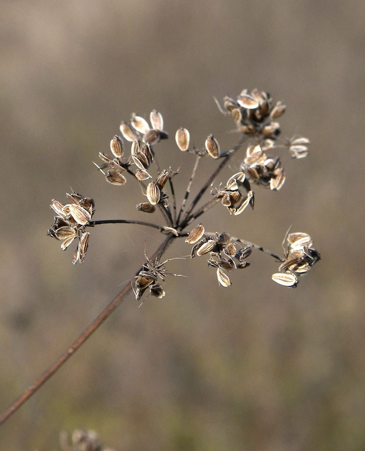 Изображение особи Xanthoselinum alsaticum.