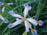 Iris halophila