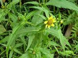 Bidens разновидность radiata