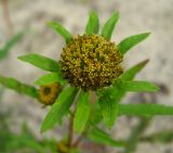 Bidens radiata. Соцветие. Томская обл., окр. г. Томск. 26.08.2009.