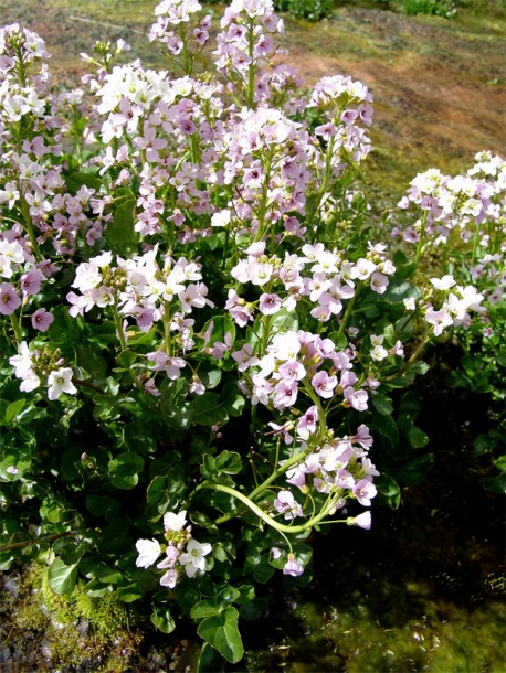 Изображение особи Cardamine seidlitziana.