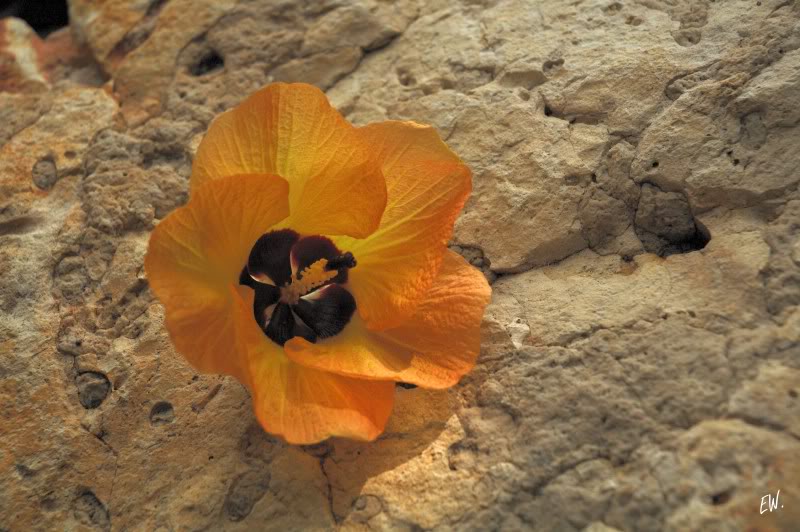 Image of Hibiscus tiliaceus specimen.