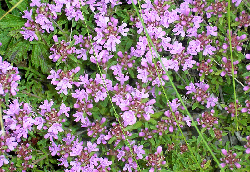 Изображение особи Thymus bashkiriensis.