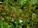 Glechoma longituba
