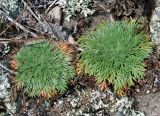 Chamaerhodos erecta