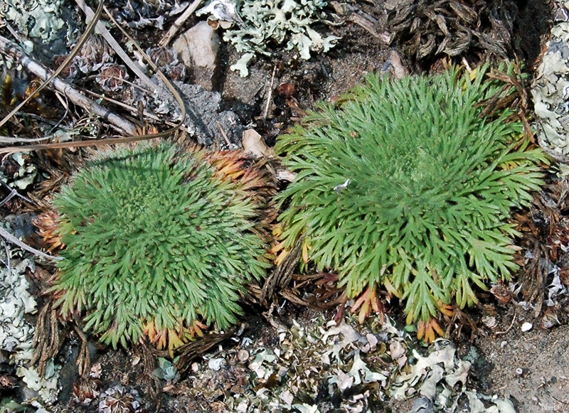 Image of Chamaerhodos erecta specimen.
