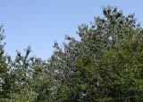 Cerasus avium. Крона, образующая верхний полог в куртине деревьев. Крым, нижнее плато яйлы Чатырдага, карстовая воронка. 27.07.2009.