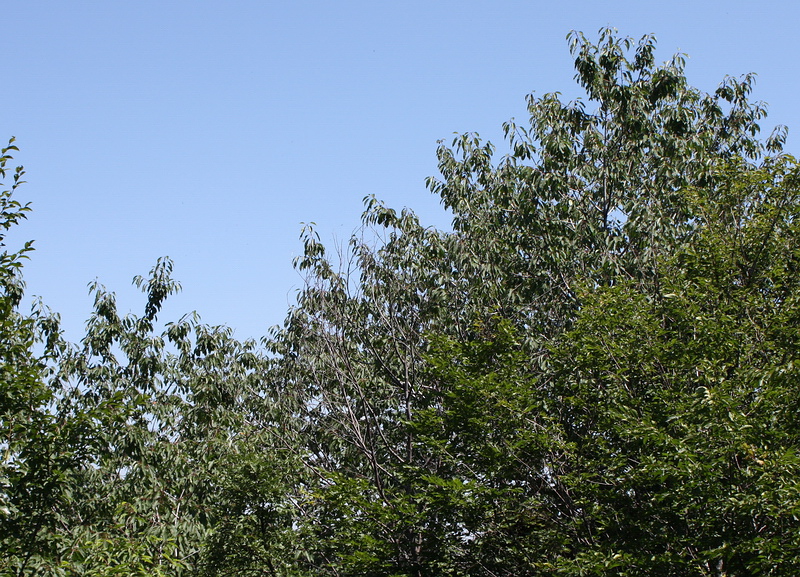 Image of Cerasus avium specimen.