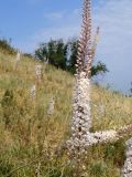Eremurus tianschanicus. Цветущие растения на склоне. Кыргызстан, Чуйская обл., склон восточнее с Орто-Сай. 27.06.2015.
