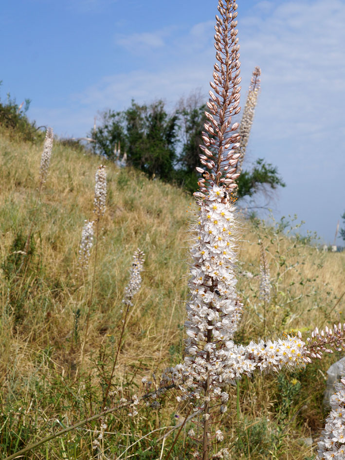 Image of Eremurus tianschanicus specimen.