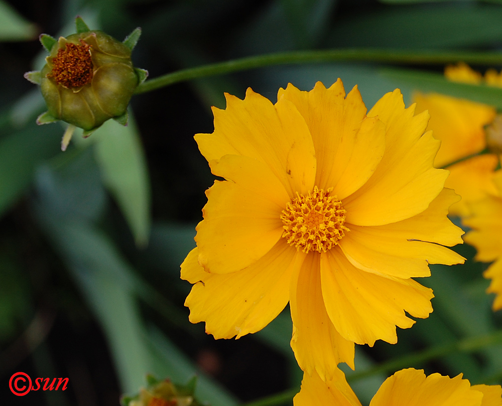 Image of Coreopsis grandiflora specimen.
