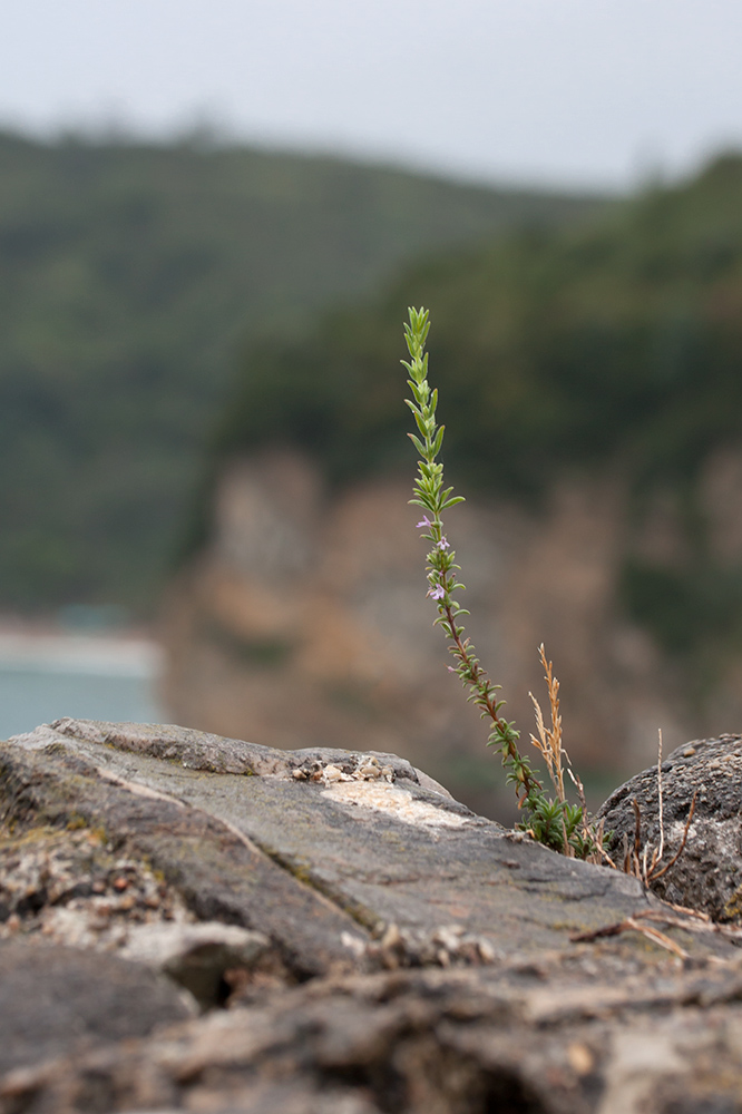 Image of Micromeria cristata ssp. kosaninii specimen.