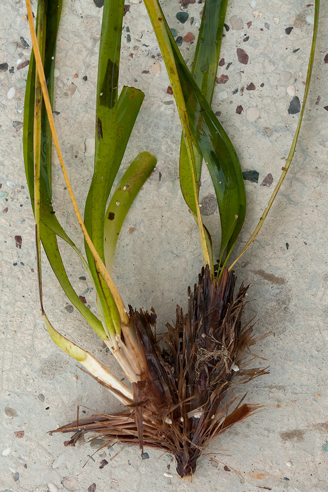 Image of Posidonia oceanica specimen.