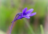 Pinguicula vulgaris