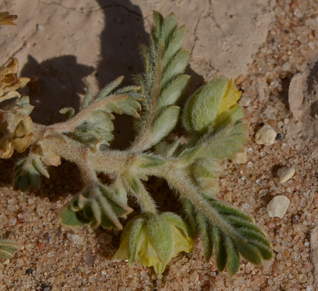 Изображение особи Tribulus macropterus.