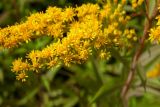 Solidago gigantea