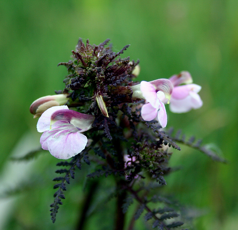 Image of Pedicularis palustris specimen.