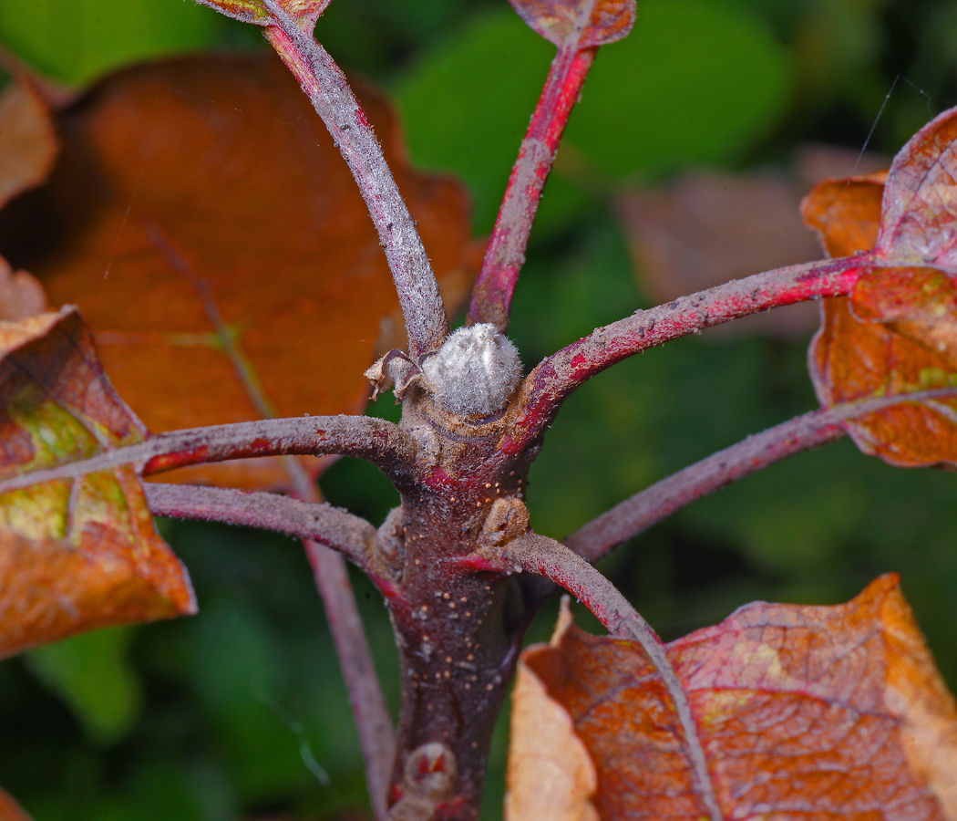 Изображение особи Malus domestica.