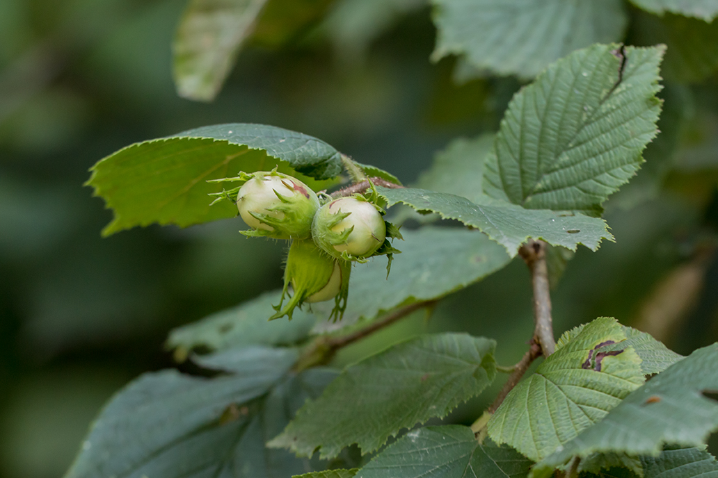 Image of Corylus avellana specimen.