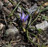 Romulea linaresii
