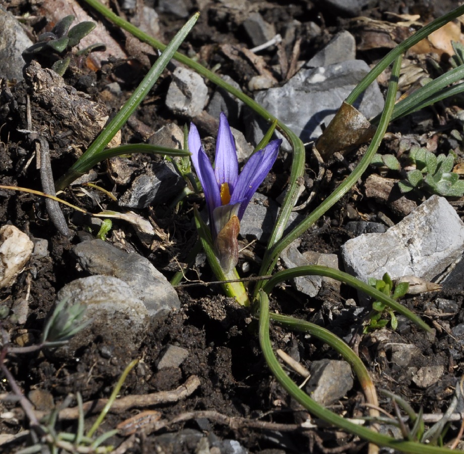 Image of Romulea linaresii specimen.