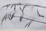 Festuca arundinacea