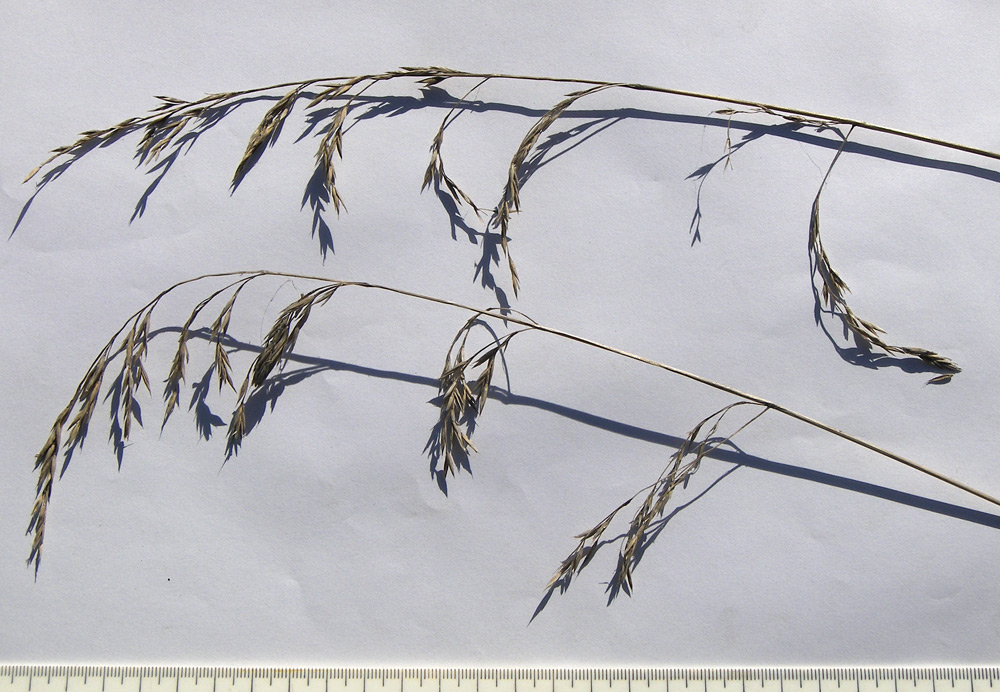 Image of Festuca arundinacea specimen.