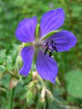 Geranium pratense. Цветок. Челябинская обл., окр. г. Челябинск, Золотая горка, разнотравная поляна в берёзовом лесу. 30.06.2014.