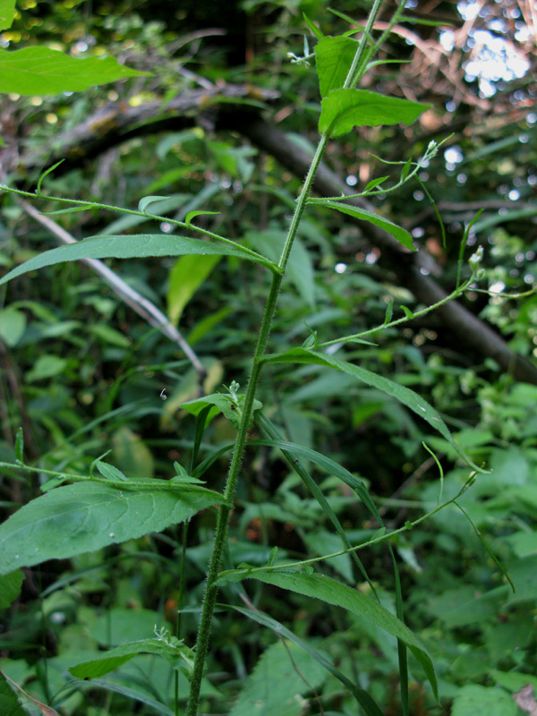 Image of Arabis pendula specimen.