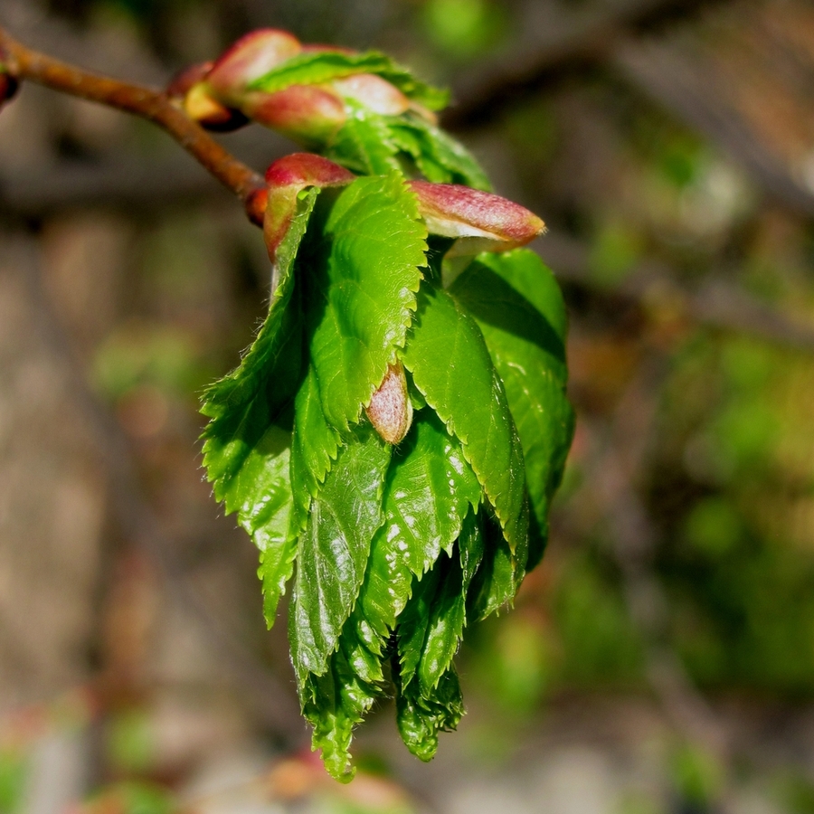 Image of Tilia cordata specimen.