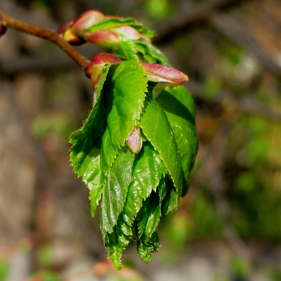 Image of Tilia cordata specimen.