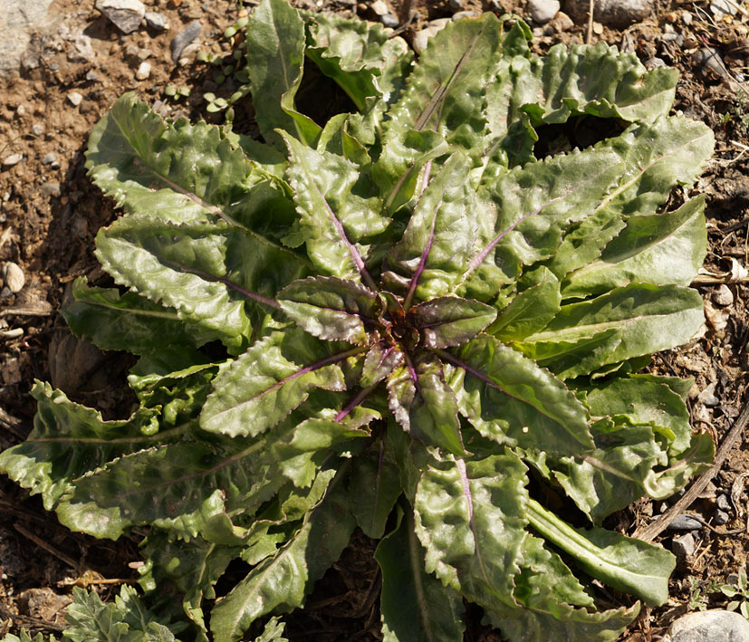 Image of Erucastrum armoracioides specimen.