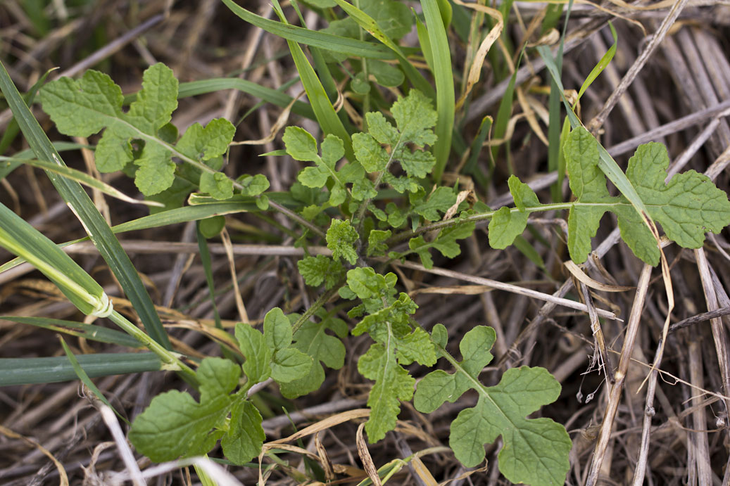 Image of Sinapis alba specimen.