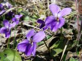 Viola odorata. Цветущие растения. Крым, Бахчисарайский р-н, 10 марта 2008 г.