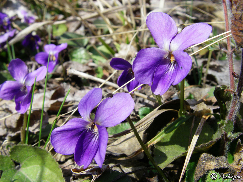 Image of Viola odorata specimen.