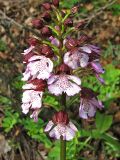 Orchis purpurea