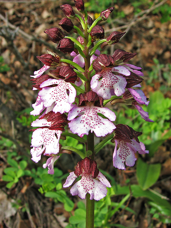 Изображение особи Orchis purpurea.