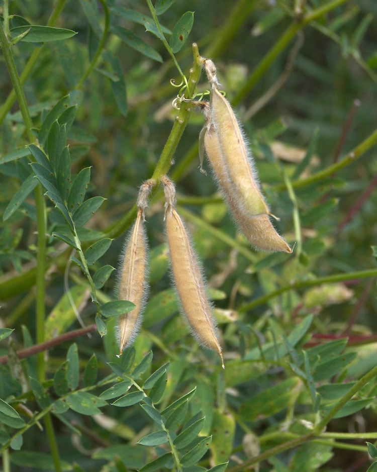 Изображение особи Vicia sosnowskyi.