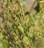 Reseda lutea