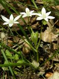 Ornithogalum woronowii