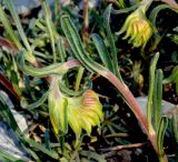 Onosma taurica