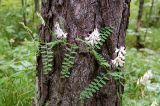 Vicia sylvatica